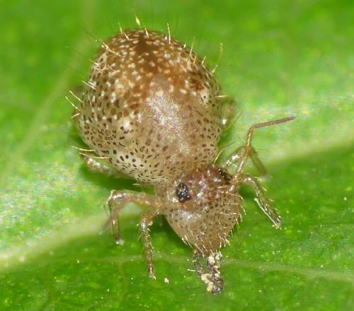 Allacma fusca
